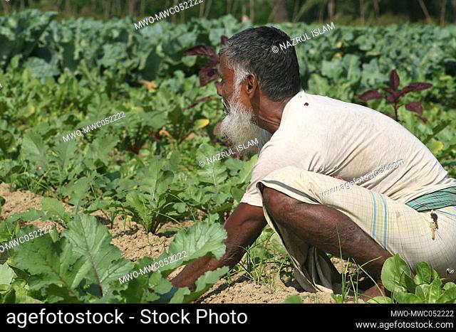 A farmer working at a cabbage field. Dumuria, Khulna, Bangladesh