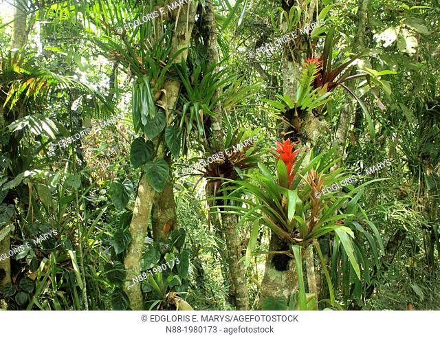 Exuberant tropical vegetation Caracas Venezuela