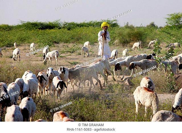 Goatherd with herd of goats in farming scene near Rohet, Rajasthan, Northern India