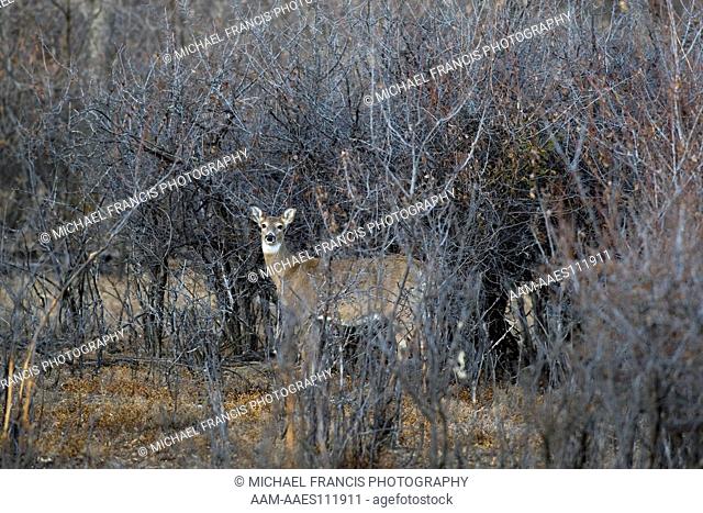 White-tailed Deer (Odocoileus virginianus) alert female in thick brush during fall rut Theodore Roosevelt National Park, South Unit, North Dakota