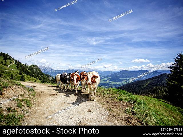 Happy Brown and White flecked Cows in the European Alps in Austria Muehlbach am Hochkoenig near Salzburg
