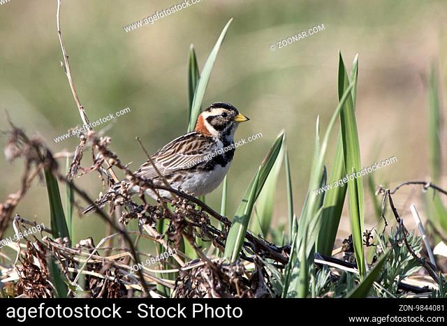 Lapland Bunting female sitting on a branch in the tundra