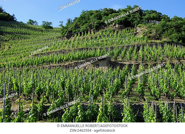 Vineyard, vine industry, Cornas , Ardeche, Rhone ALpes, Rhone Valley, France, Europe