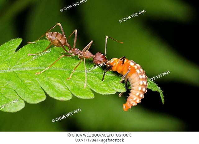 Red ant taking on ladybird larvae