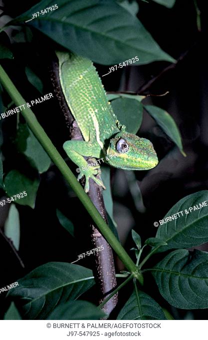 Vertical image of a seldom seen arboreal reptile Knight Anole (anolis equestris) or Cuban Knight Anole on a carambola fruit tree - Palm Beach, Florida