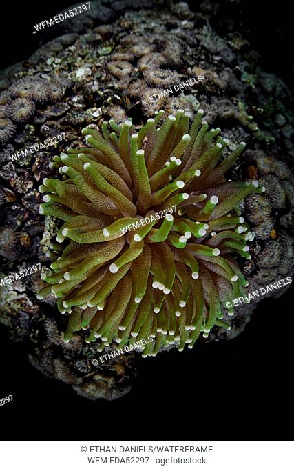 Tentacle of Mushroom Coral, Heliofungia actiniformis, Micronesia, Palau