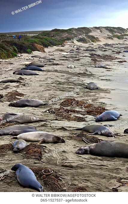 USA, California, Southern California, Point Piedras Blancas, Northern Elephant Seal colony, mirounga angustirostris