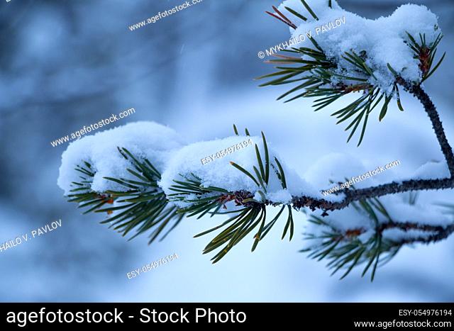 Winter forest. Snowy pine branch close-up