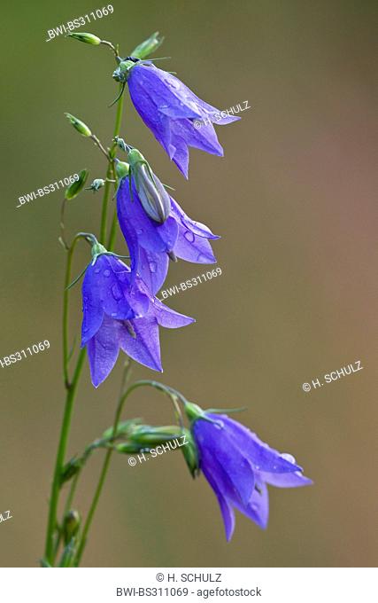 lady's-thimble, scotch bluebell, harebell (Campanula rotundifolia), flower, Denmark