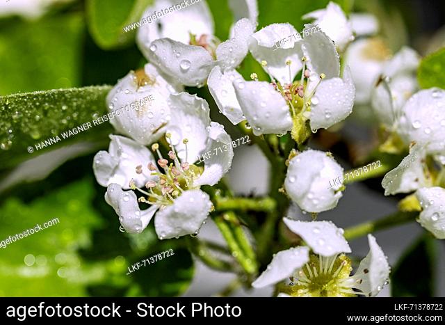 Pear Blossoms, Raindrops