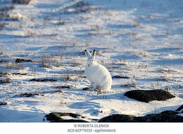 Arctic hare (Lepus arcticus), in winter pelage, Cape Churchill, Wapusk National Park, Manitoba