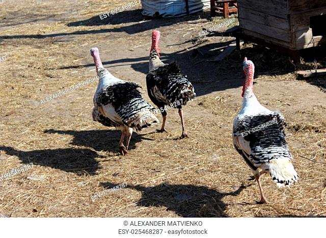 flight of turkey-cocks running in the village