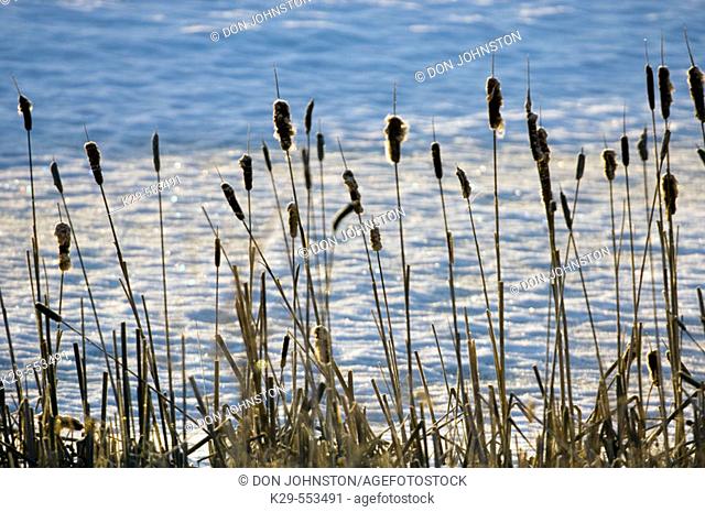 Cattails (Typha latifolia). Winter colony along shore of snow-covered beaver pond. Walden, Ontario
