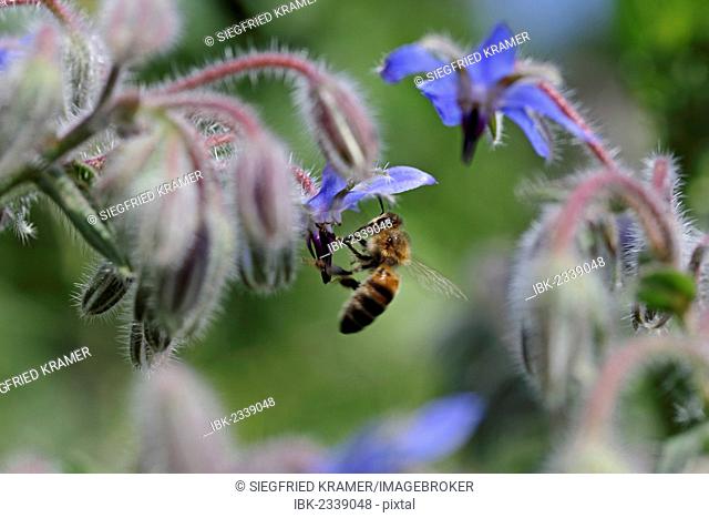 Bee (Apis sp.) on Borage (Borago officinalis), Baden-Wuerttemberg, Germany, Europe