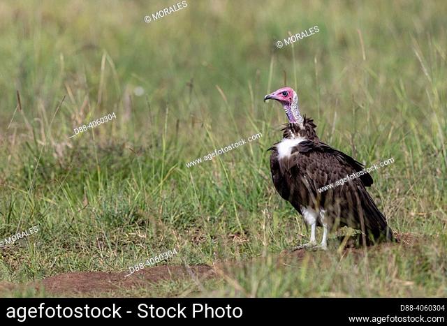 Africa, East Africa, Kenya, Masai Mara National Reserve, National Park, Hooded vulture (Necrosyrtes monachus)