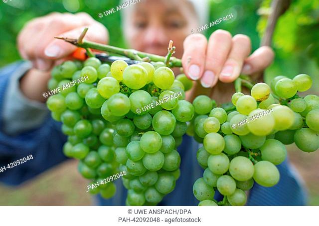 A woman harvests grapes of the kind Ortega in Neustadt an der Weinstrasse, Germany, 28 August 2013. The start of the grape harvest for the Federweisser is the...