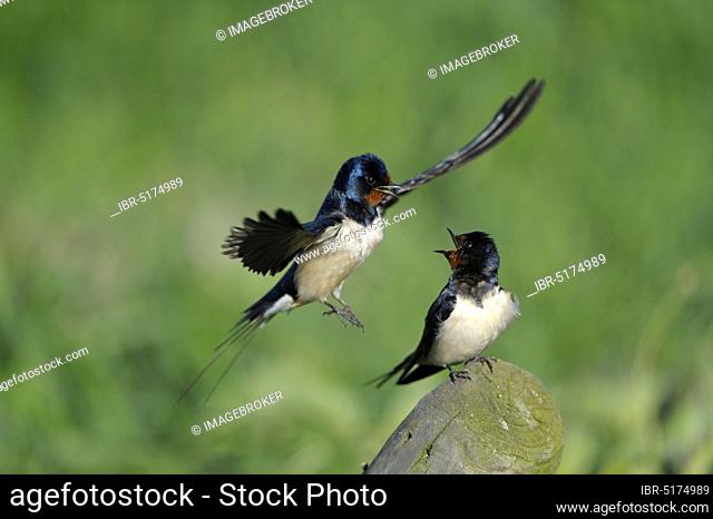 Barn swallows (Hirundo rustica), pair, male flies to copula, swallow, swallows, Netherlands