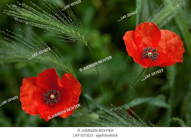 Poppies and wheat with dew, La Rioja, Northern Spain, Spain, Europe