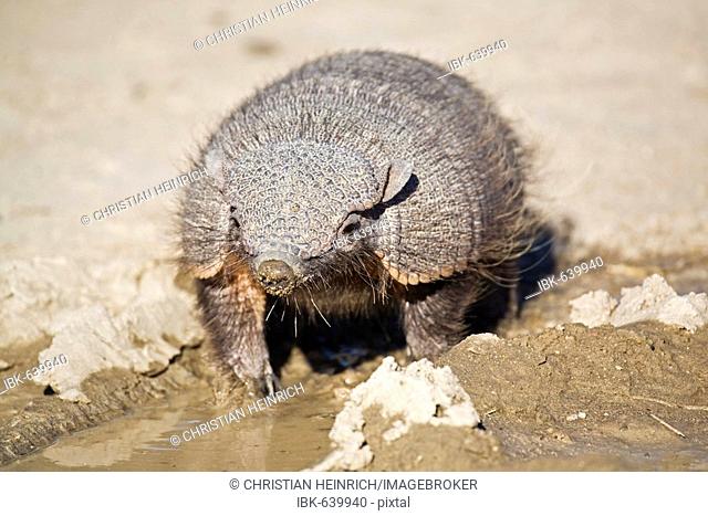 Amadillo (Dasypodidae), peninsula Valdes, Patagonia, east coast, Atlantic Ozean, Argentina, South America