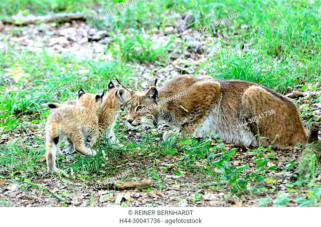 hunter, endemic animal species, Eurasian lynx, European lynx, protected animal species, to great cat, young lynxes, Jung's lynxes, cat, cats, lynx