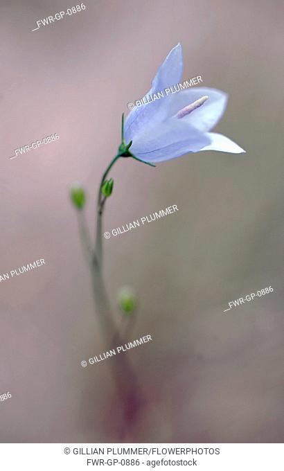 Harebell, Campanula rotundifolia, Close view of one pale blue flower coming out of grey misty soft focus, Showing central prominent stigma
