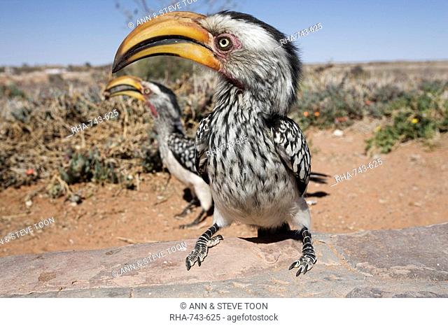 Southern yellowbilled hornbill Tockus leucomelas, Kgalagadi Transfrontier Park, South Africa, Africa