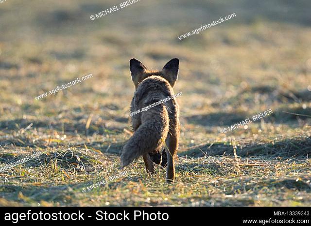 Red fox (Vulpes vulpes) hunting for mice on a freshly mown meadow, June, Hesse, Germany
