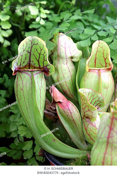 northern pitcher plant (Sarracenia purpurea), special leaves for catching insects