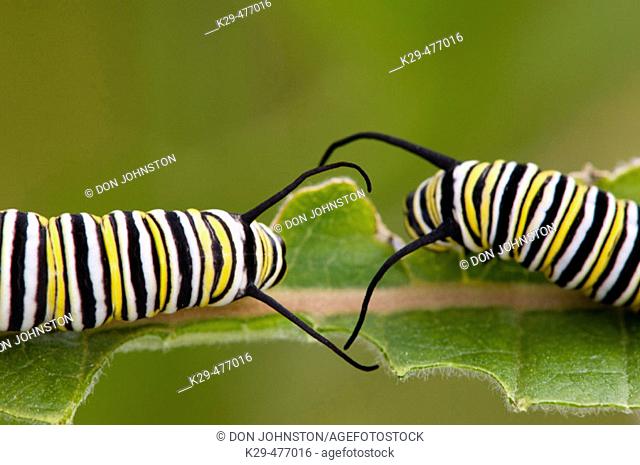 Monarch butterfly (Danaus plexippus) 4th instar caterpillars feeding on milkweed leaf. Lively, ON, Canada