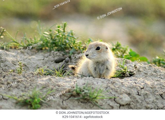 Black tailed prairie dog Cynomys ludovicianus baby at burrow entrance