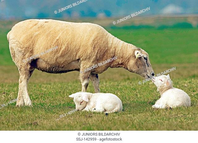 domestic sheep and two lambs