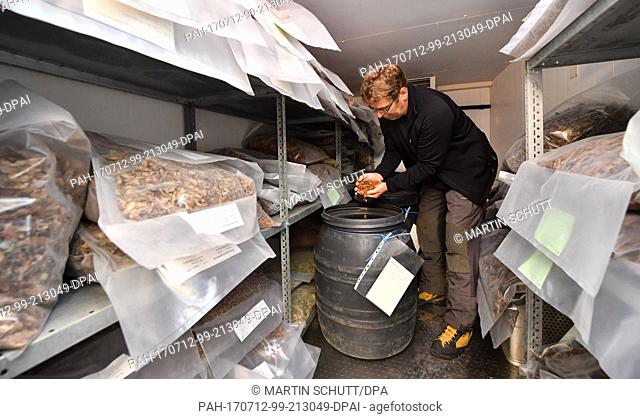 Cone picker Maik Oertel checks the storage of beech seeds in a cooling chamber at states seed drying kiln in Fischbach, Germany, 12 July 2017
