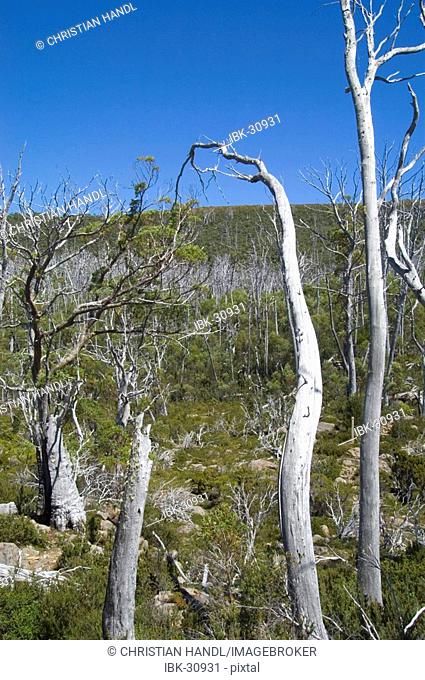 Dead gum wood Lake St Clair Nationalpark Tasmania Australia