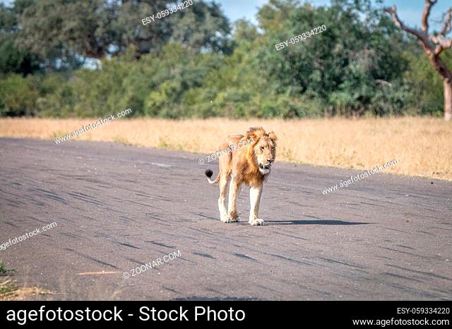 A Lion walking on the airstrip in the Sabi Sand Game Reserve, South Africa