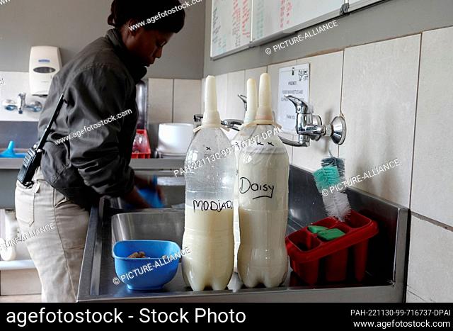 23 November 2022, South Africa, Mbombela: ""Care for Wild"" employee Thulile Msithini prepares milk for baby rhino Daisy and zebra Modjadji
