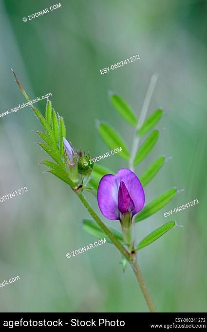 Purple wildflower, Cowichan Valley, Vancouver Island, British Columbia, Canada