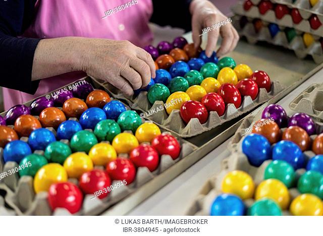 Worker during quality control of colourful dyed Easter eggs, Beham egg dyeing company, Thannhausen, Bayern, Germany