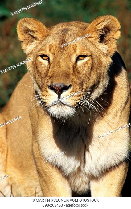 Asiatic lion (Pantera leo persica)