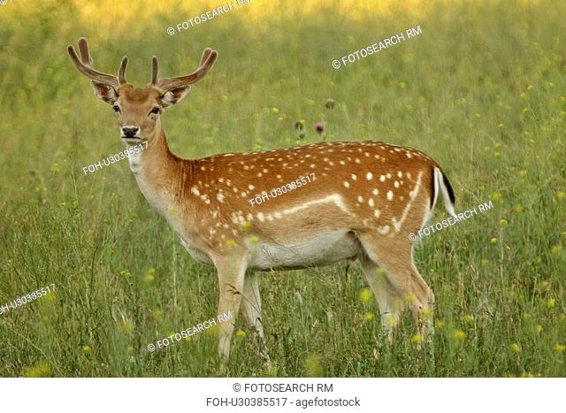 saskatchewan, deer, southern, scenic, field, male