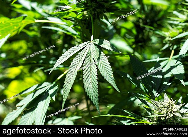 Full frame of green marijuana plant on sunny day