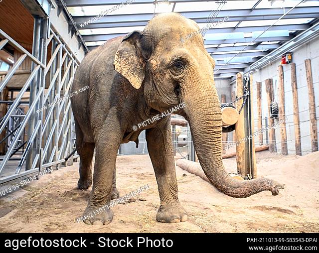 13 October 2021, Baden-Wuerttemberg, Karlsruhe: The elephant cow Saida stands in her enclosure at Karlsruhe Zoo. She came to the retirement home for Asian...