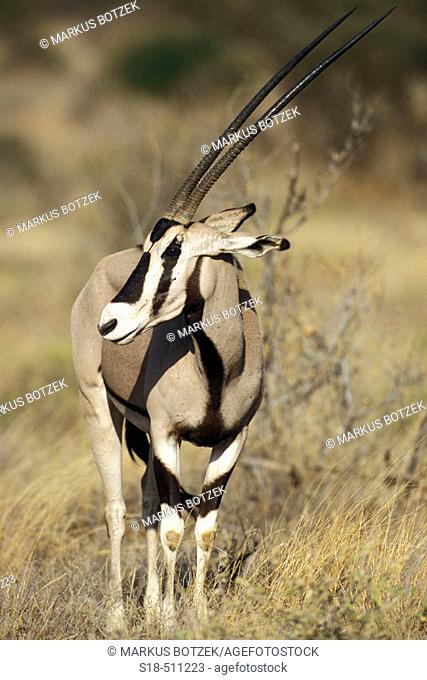 Adult Oryx  (Oryx beisa). Samburu National Reserve. Kenya