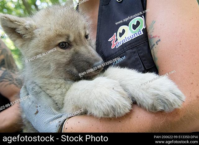 17 June 2020, Mecklenburg-Western Pomerania, Stralsund: Marie-Susann Schacht, a deep-care worker, carries a polar wolf cub on her arm at the zoo