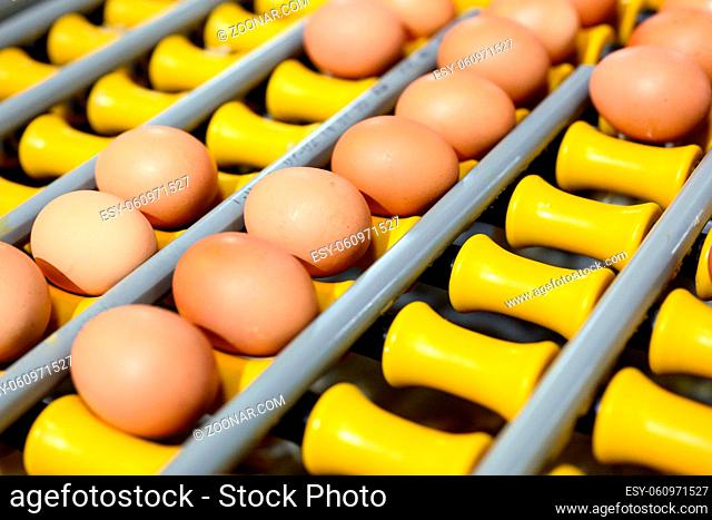 Chicken eggs move along a conveyor in a poultry farm. Food industry concept, chicken egg production. High quality photo