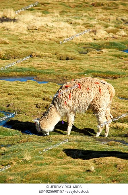 Alpaca grazing on course grass in the Altiplano of northern Chile