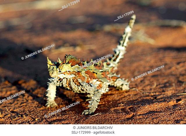 Moloch, Horny Devil, Thorny Devil (Moloch horridus) standing on red desert sand