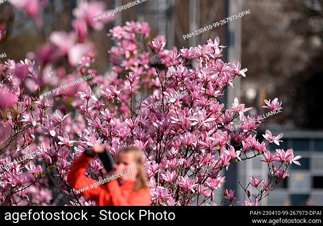 10 April 2023, Saxony, Leipzig: Magnolias bloom in the city center and are photographed by passers-by. After the sunny Easter days