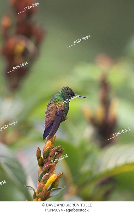 Copper-rumped Hummingbird Amazilia tobaci in tropical vegetation