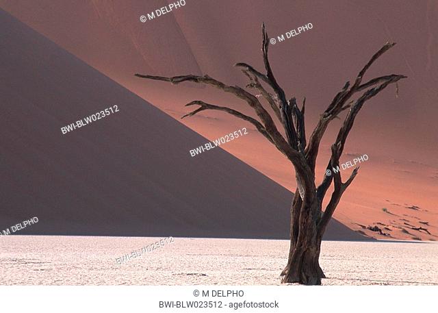 Dead Vlei, dead tree in front of a dune, Namibia