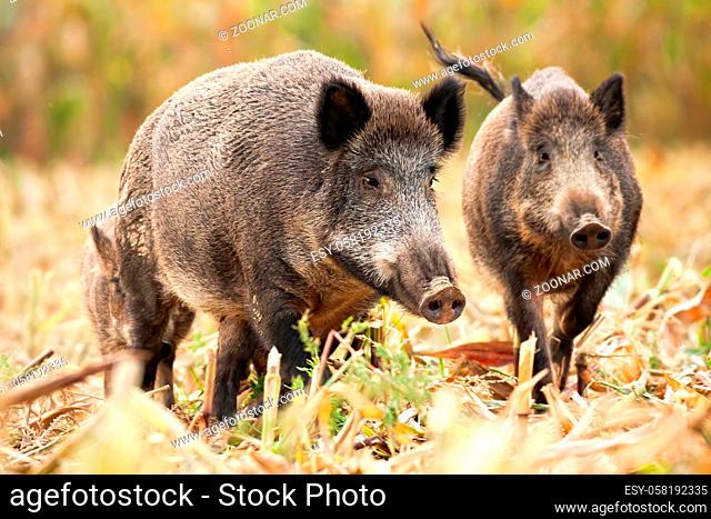 A group of three wild boars, sus scrofa, looking for food on the stuble. Undisturbed family of wild hog standing on the corner field in autumn